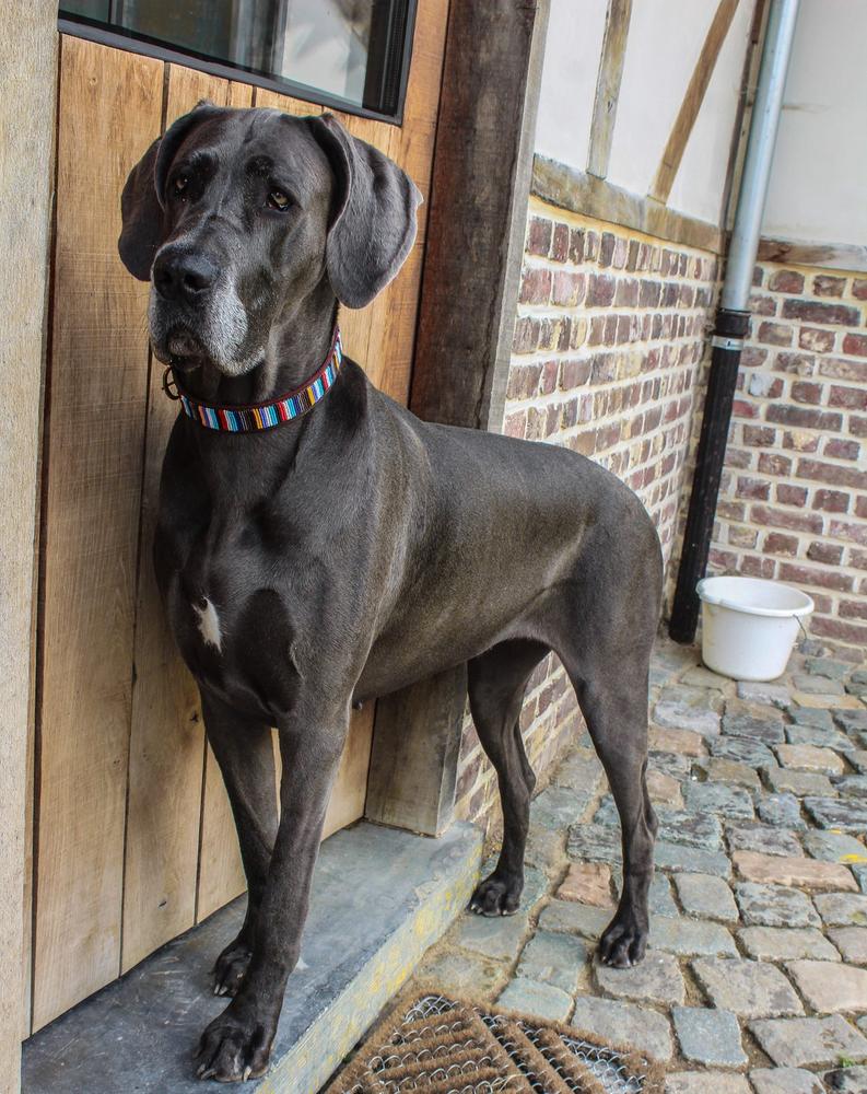CORAL beaded dog collar - lifestyle