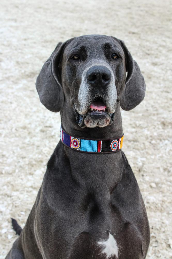 MACHU PICCHU beaded dog collar - lifestyle