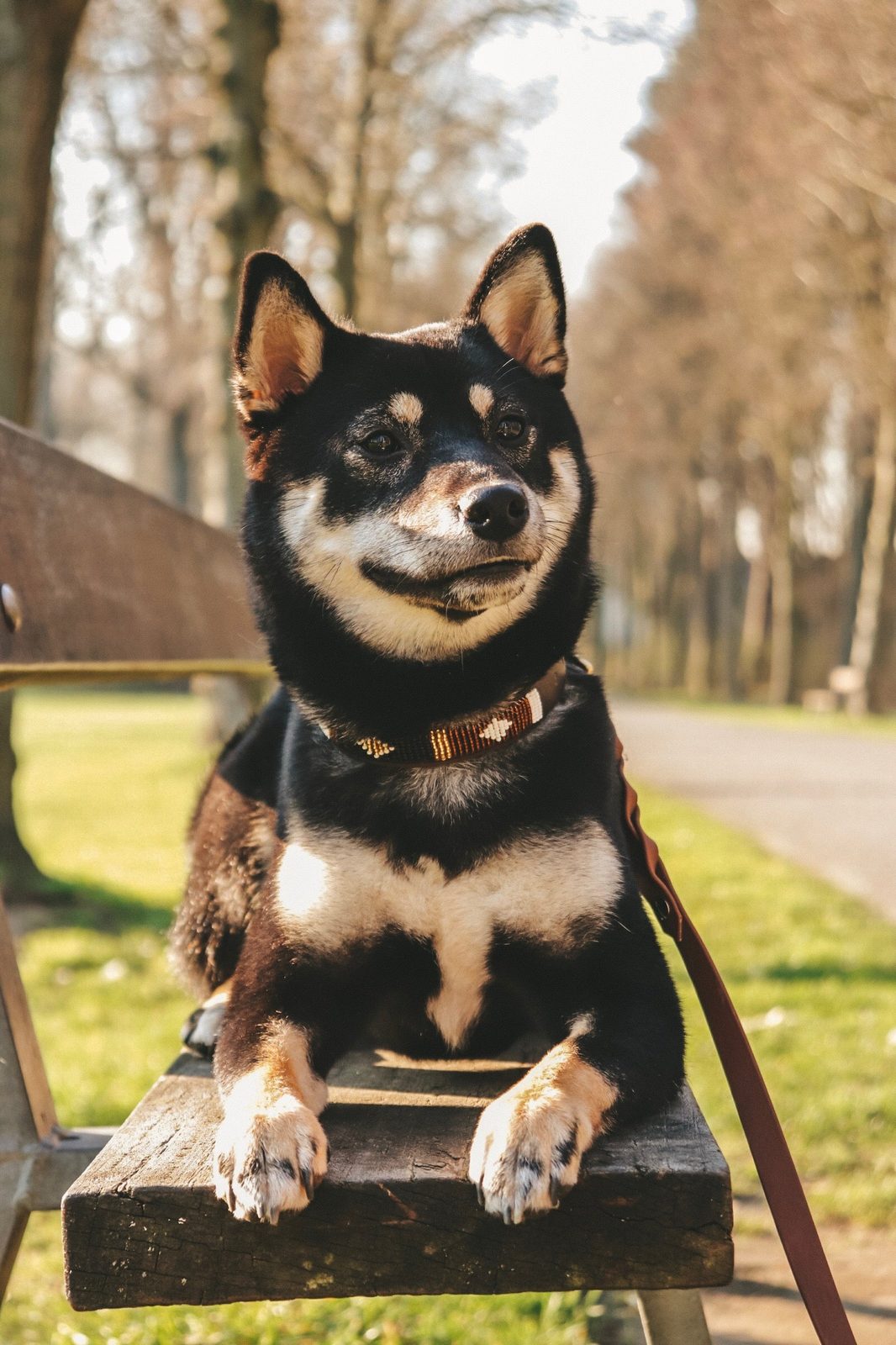 SIOUX beaded dog collar - lifestyle